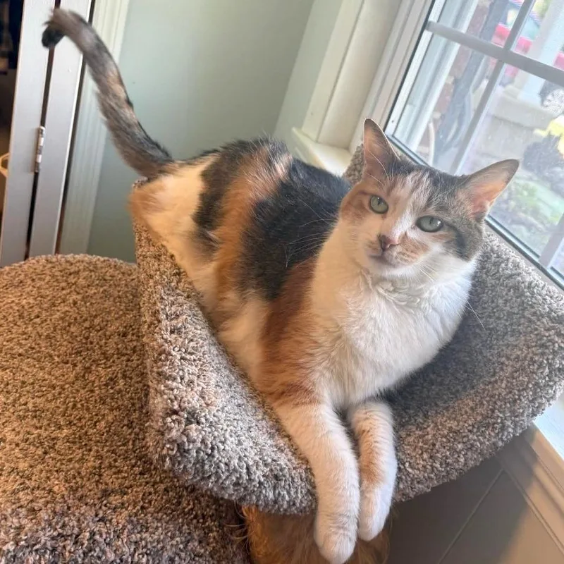 A senior large-sized female Calico Domestic Short Hair cat named Hope for adoption in Fairfax Station, VA