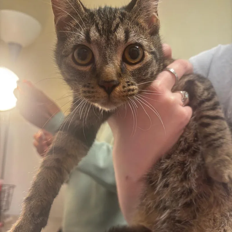 A young medium-sized male Gray / Blue / Silver Domestic Short Hair cat named Grimley for adoption in Tulsa, OK