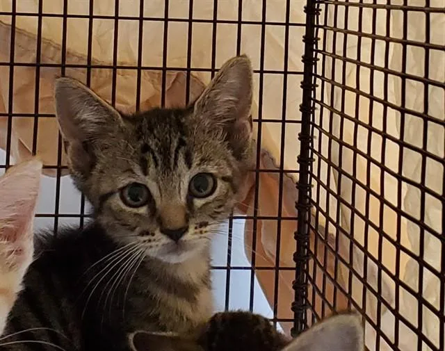 A baby small-sized female Domestic Short Hair cat named 'merica for adoption in Fort Lauderdale, FL
