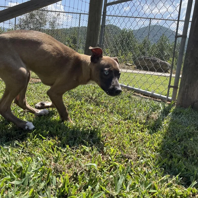 A baby small-sized female Feist dog named Sabrina for adoption in Blairsville, GA