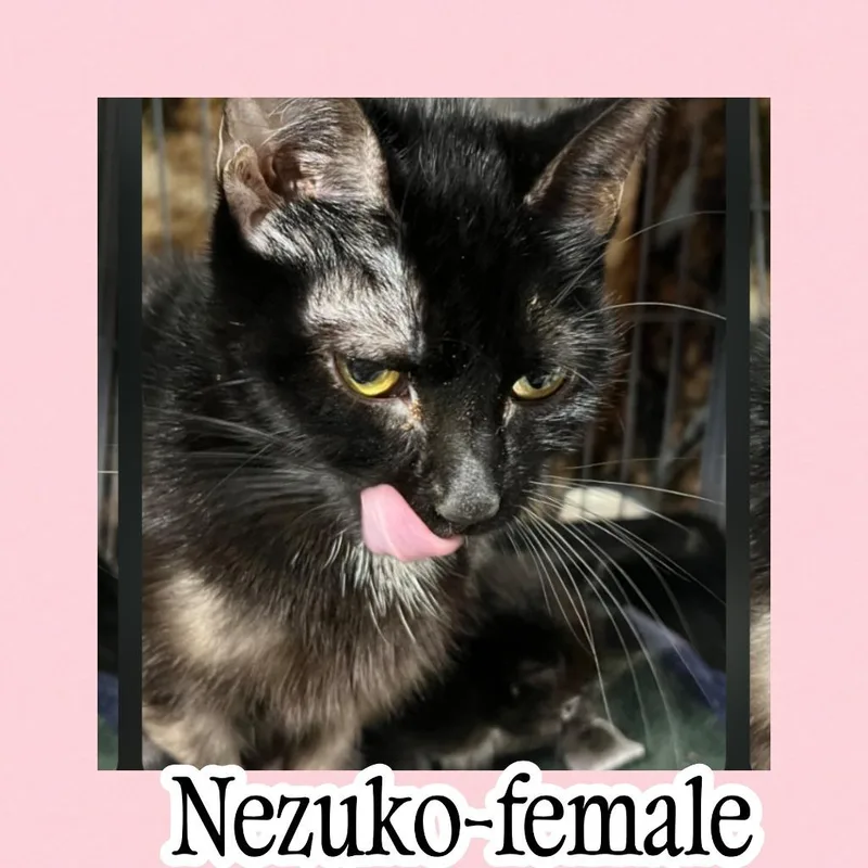 A young small-sized female Domestic Short Hair cat named Nezuko for adoption in LIberty, NY