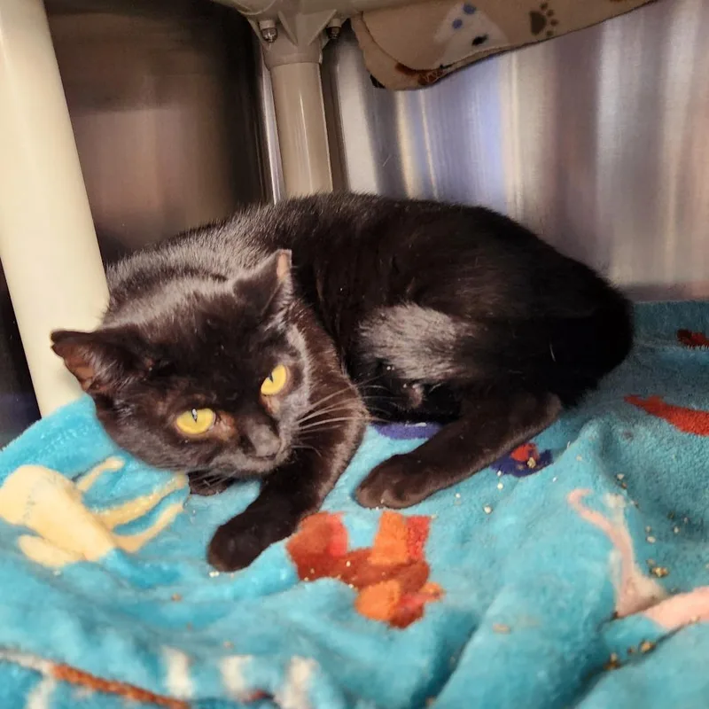 An adult medium-sized female Black Domestic Short Hair cat named Mamas for adoption in Grand Rapids, MI