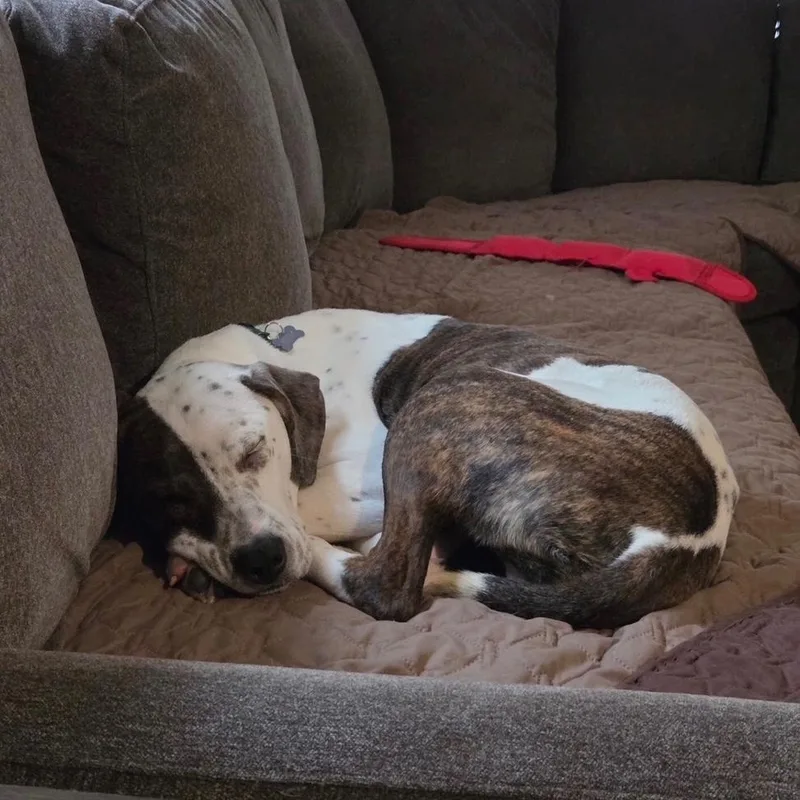 A young medium-sized male Brown / Chocolate English Pointer dog named Petey for adoption in Columbus, OH