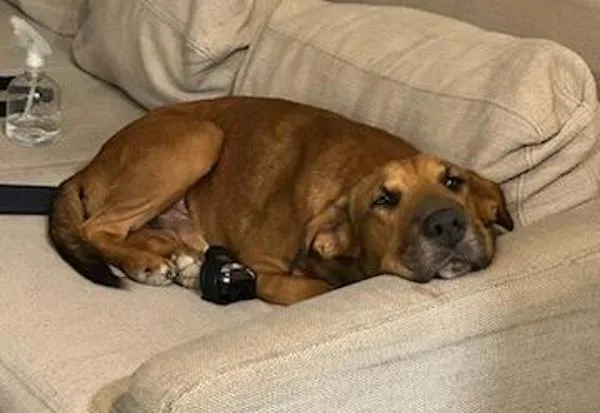 An adult large-sized male Shepherd dog named Handsome Beau Bansom for adoption in San Diego, CA