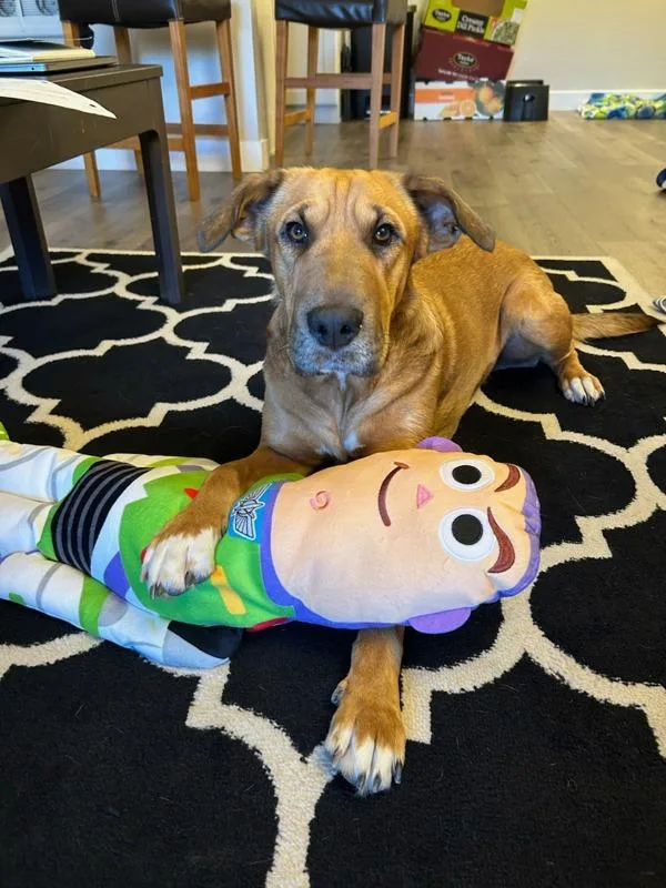 Handsome Beau Bansom thumbnail 2