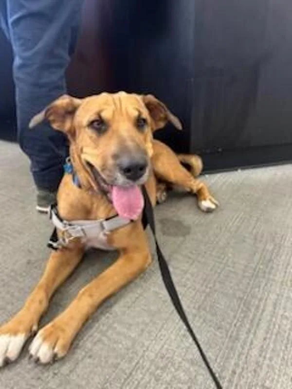 Handsome Beau Bansom thumbnail 3