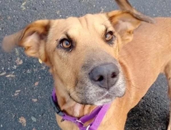 Handsome Beau Bansom thumbnail 4