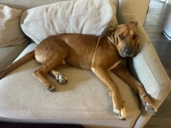 Handsome Beau Bansom thumbnail 5