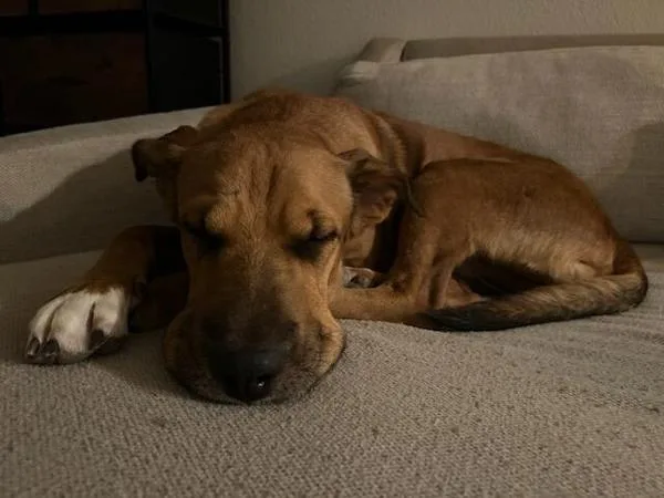 Handsome Beau Bansom thumbnail 6