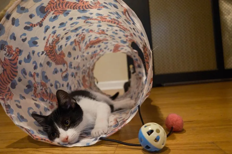 A baby medium-sized female Black & White / Tuxedo Domestic Short Hair cat named Nabi for adoption in North Brunswick, NJ