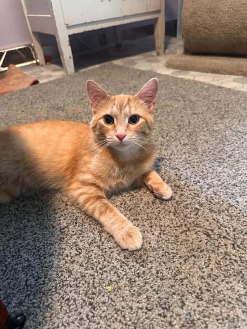 A baby medium-sized male Tabby (Orange / Red) Tabby cat named Happy Gilmore for adoption in Cincinnati, OH