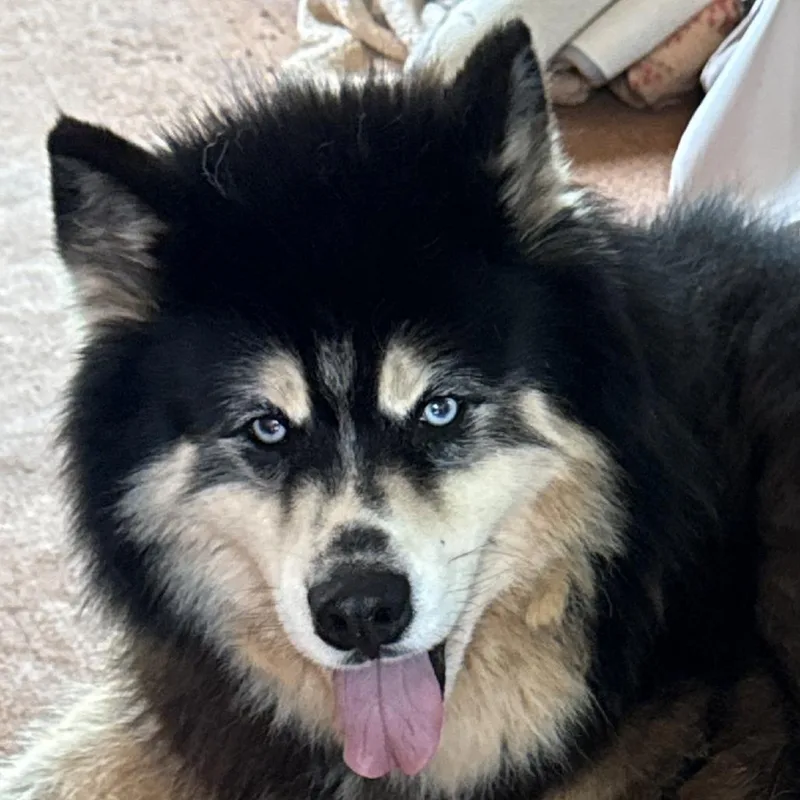 An adult large-sized male Black Alaskan Malamute dog named Bear for adoption in Greensboro, GA