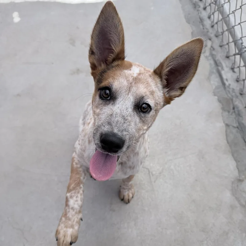 A baby small-sized male Red / Chestnut / Orange Mixed Breed dog named Rowdy for adoption in Medford, OR