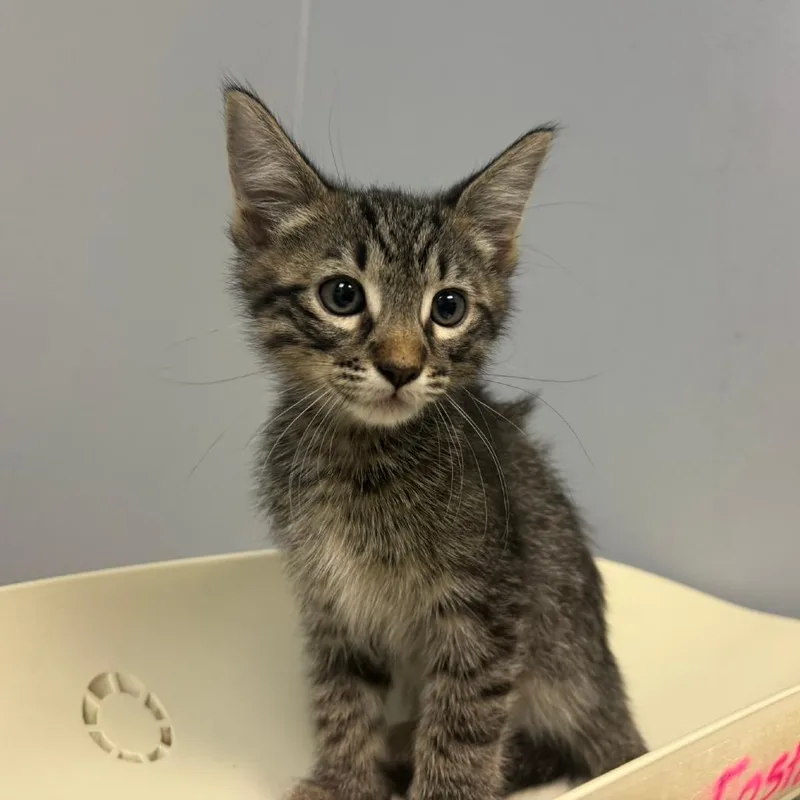 A baby small-sized male Domestic Medium Hair cat named Fern for adoption in Columbus, GA