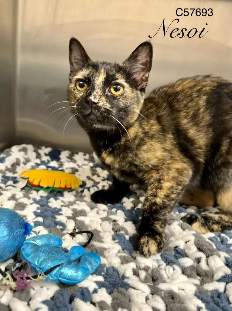 A young medium-sized female Domestic Short Hair cat named Nesoi for adoption in Clarksville, TN