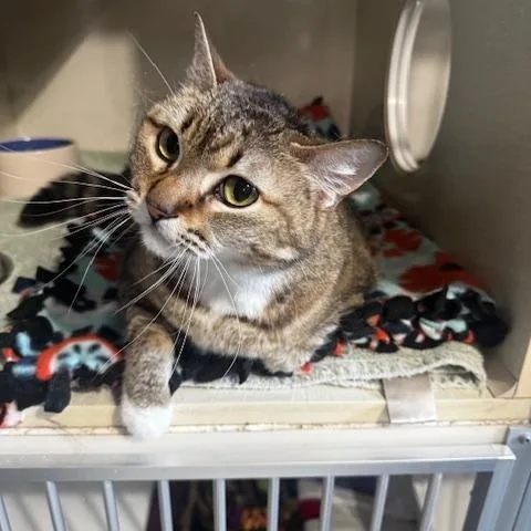 An adult medium-sized female Tabby (Buff / Tan / Fawn) Domestic Short Hair cat named Luna for adoption in Hutchinson, MN