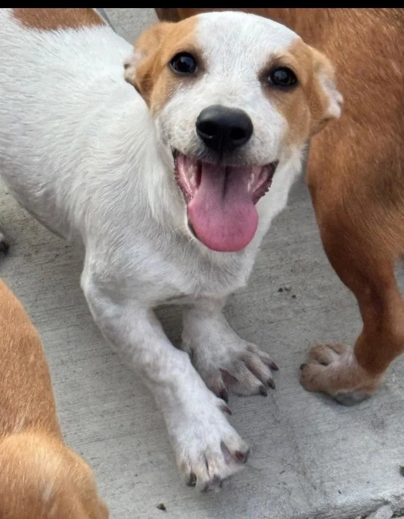 A baby medium-sized female Cattle Dog dog named Tomato for adoption in Fort Lupton, CO