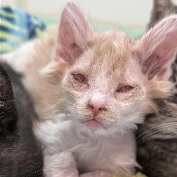 Tangerine thumbnail 3