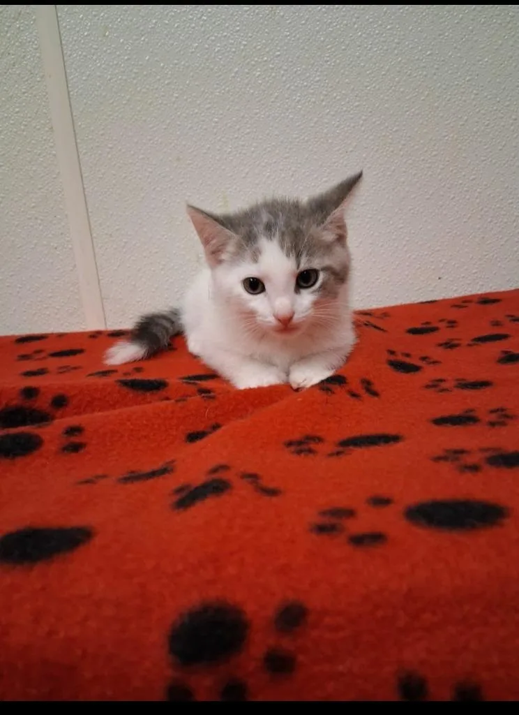 A baby small-sized female Domestic Short Hair cat named Meghan for adoption in North Vernon, IN