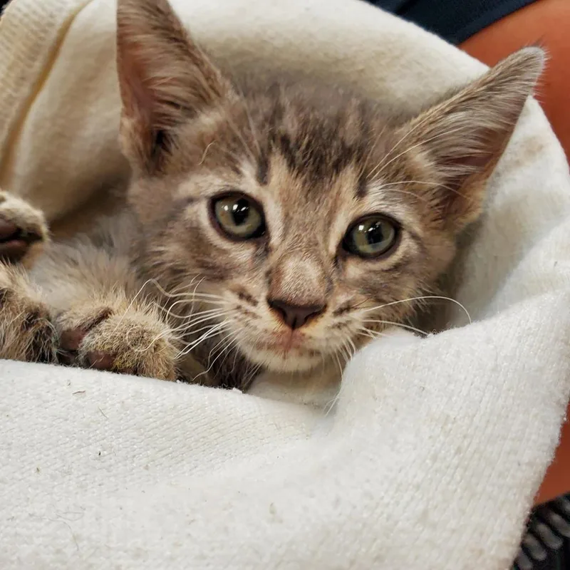 An adult large-sized male Gray / Blue / Silver Domestic Short Hair cat named Percy for adoption in Branson, MO