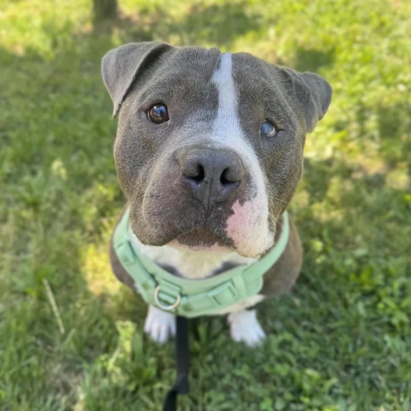 An adult medium-sized male American Bully dog named Tydel for adoption in Philadelphia, PA