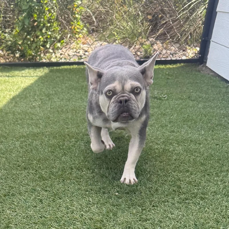 An adult small-sized female French Bulldog dog named Jenny for adoption in Zionsville, IN