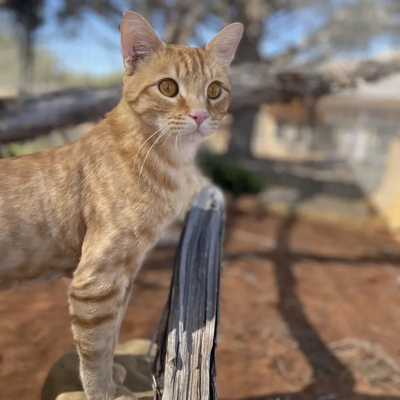 An adult extra large-sized male Orange / Red Domestic Short Hair cat named Anakin for adoption in Kanab, UT