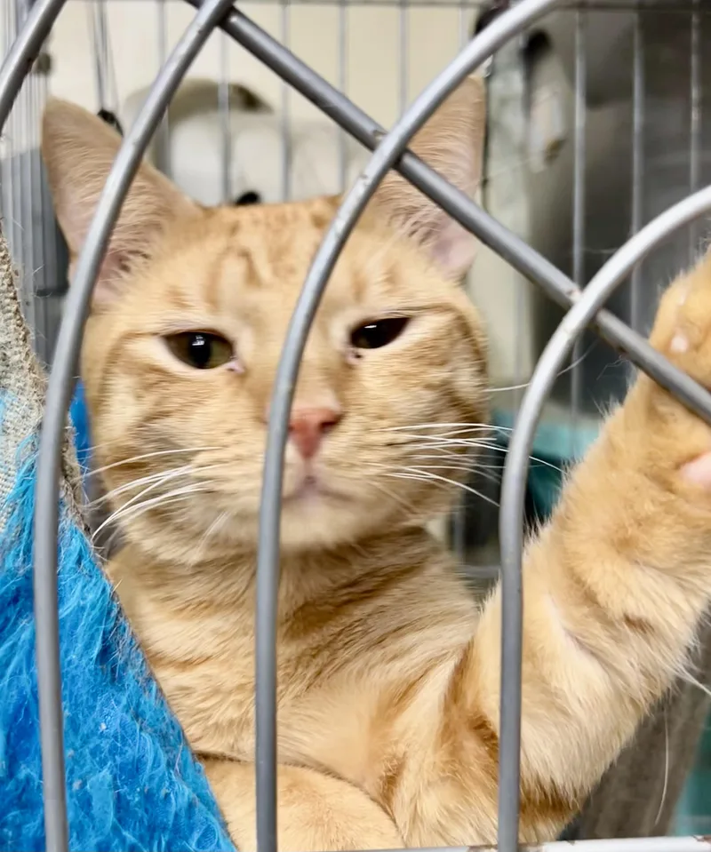 A young medium-sized male Tabby (Orange / Red) American Shorthair cat named Tang for adoption in New Orleans, LA
