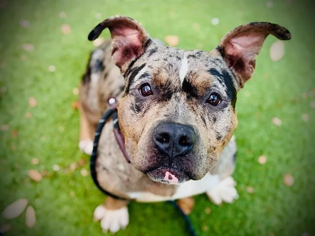 A young medium-sized male Pit Bull Terrier dog named Ruger for adoption in Orlando, FL