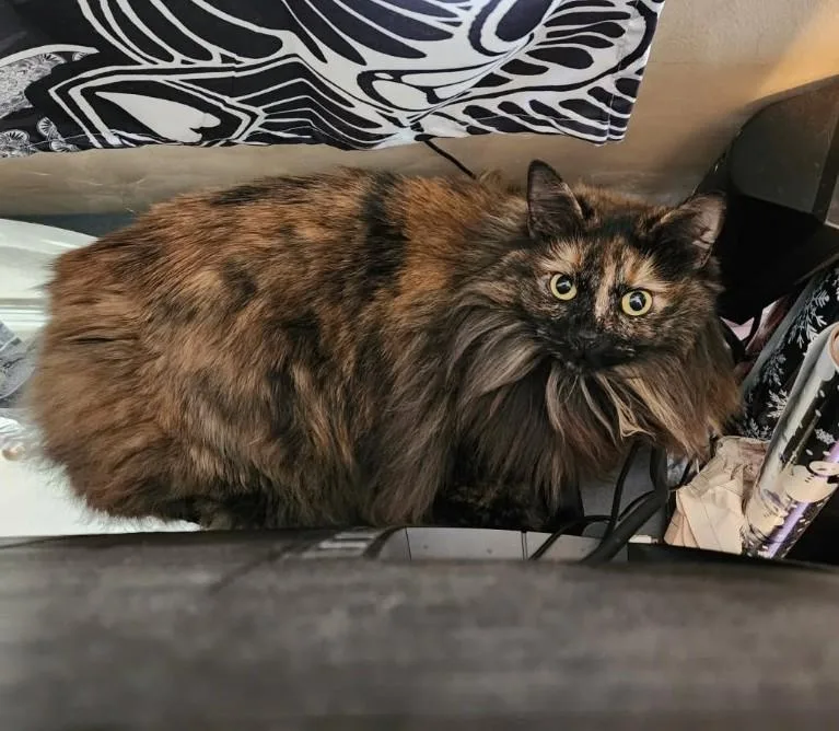 Freya  Friendly &