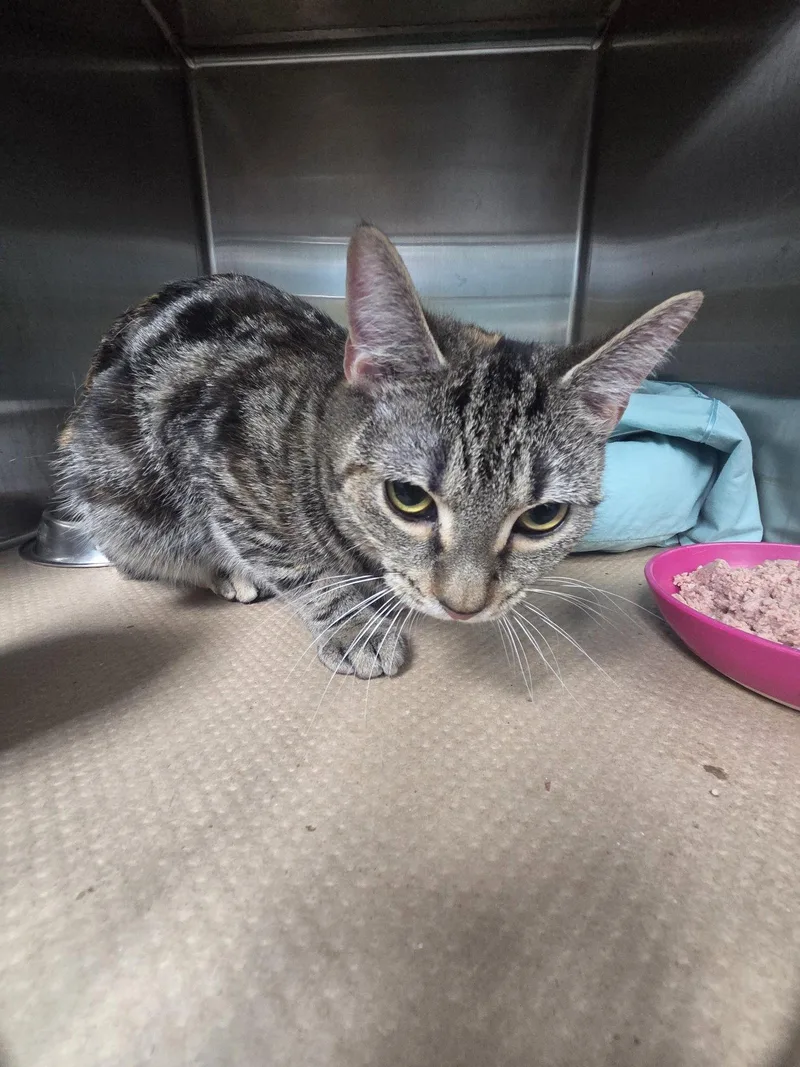 An adult medium-sized female Domestic Short Hair cat named Pipsqueak TAS for adoption in Trenton, NJ