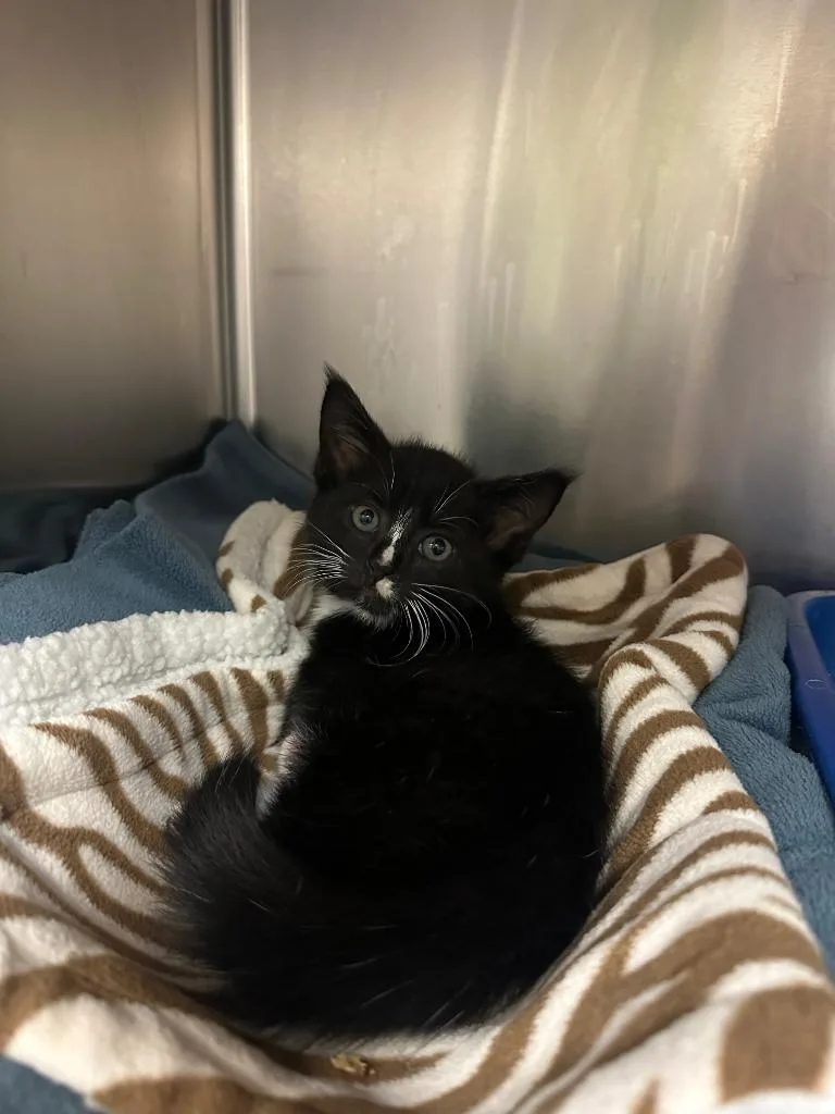 A baby small-sized male Domestic Short Hair cat named Nala for adoption in Johnson City, TN