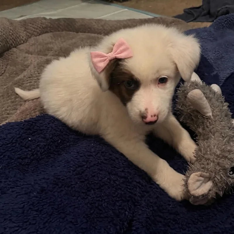 A baby medium-sized female Border Collie dog named Shay Gs for adoption in Allen, TX