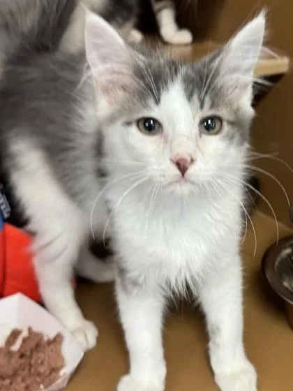 A baby small-sized male Domestic Long Hair cat named Atlas $ for adoption in Seneca, SC