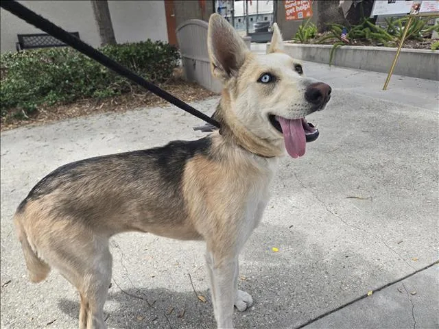 A young large-sized female Siberian Husky dog named Nala for adoption in San Pedro, CA