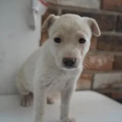 A baby small-sized female White / Cream Mixed Breed dog named French Toast for adoption in Bellingham, WA