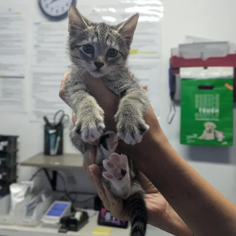 A baby small-sized female Black Domestic Short Hair cat named Shaka for adoption in Wahiawa, HI