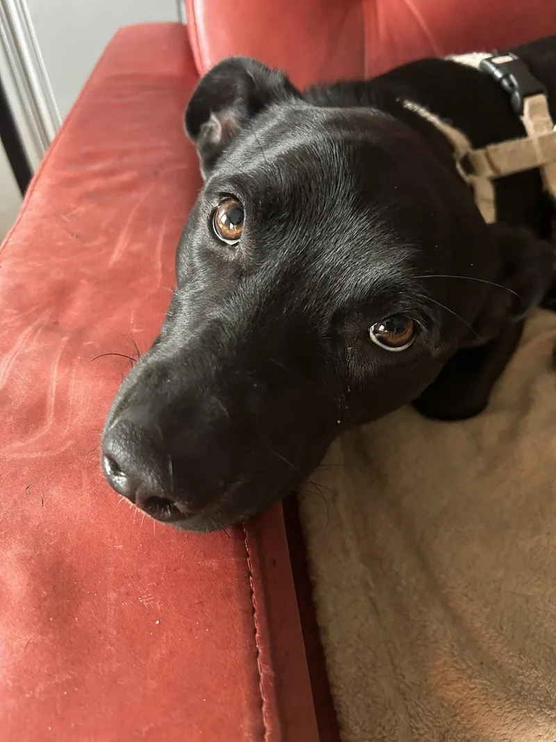 A young medium-sized male Dachshund dog named Oakley for adoption in Monticello, MS