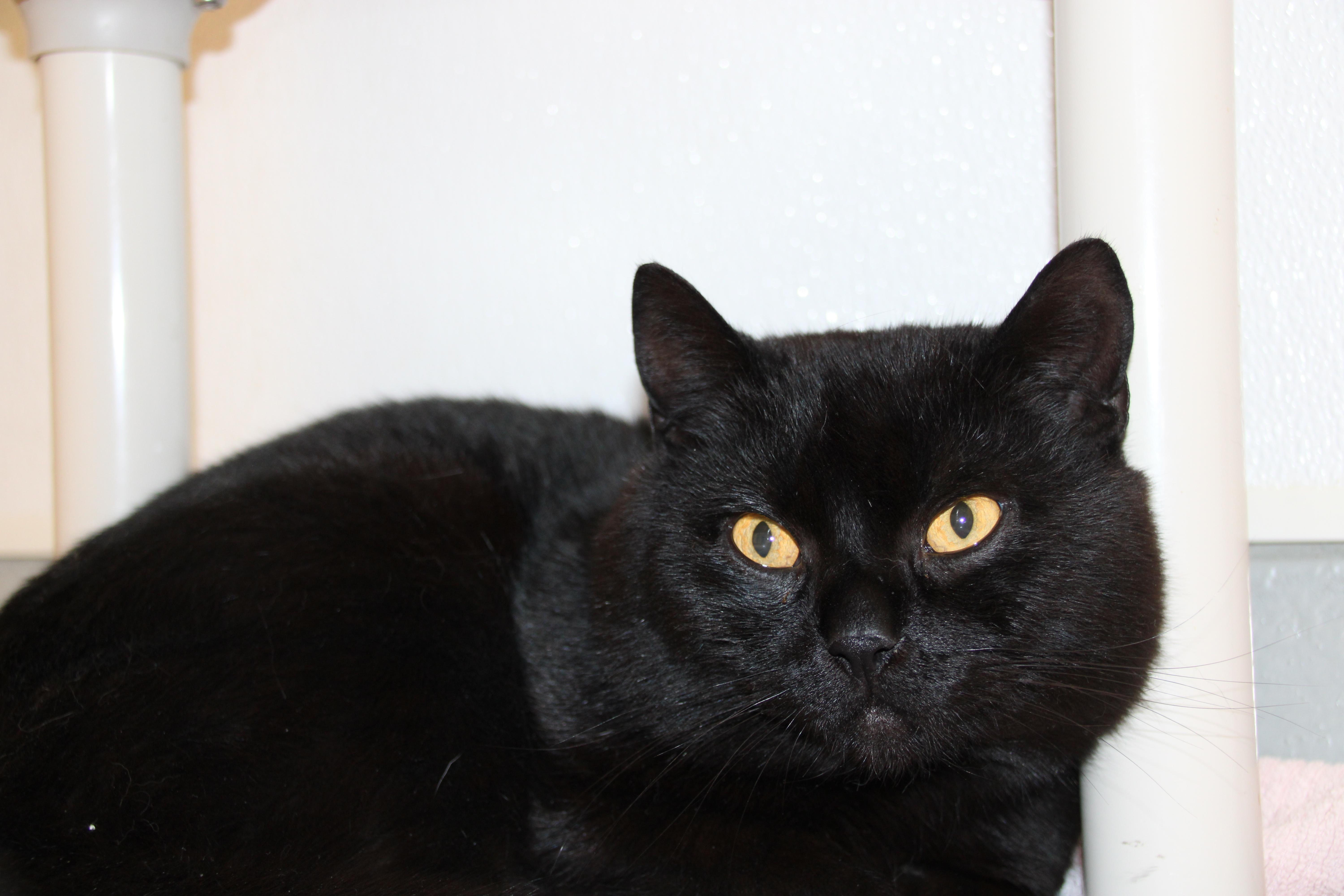 An adult medium-sized male Black Domestic Short Hair cat named Beef for adoption in Medfield, MA