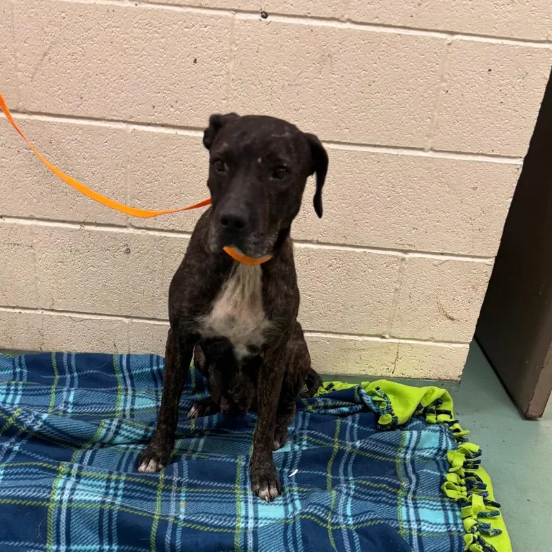 A senior medium-sized female Brindle Mixed Breed dog named Brooklyn for adoption in Memphis, TN