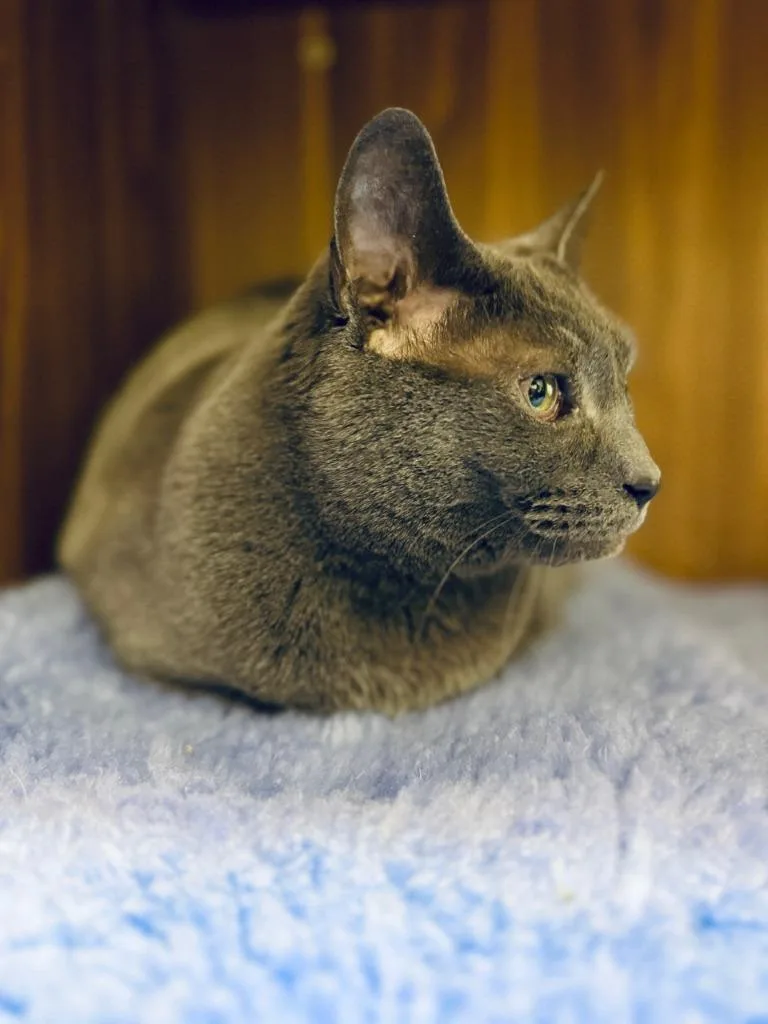 Samantha thumbnail 2