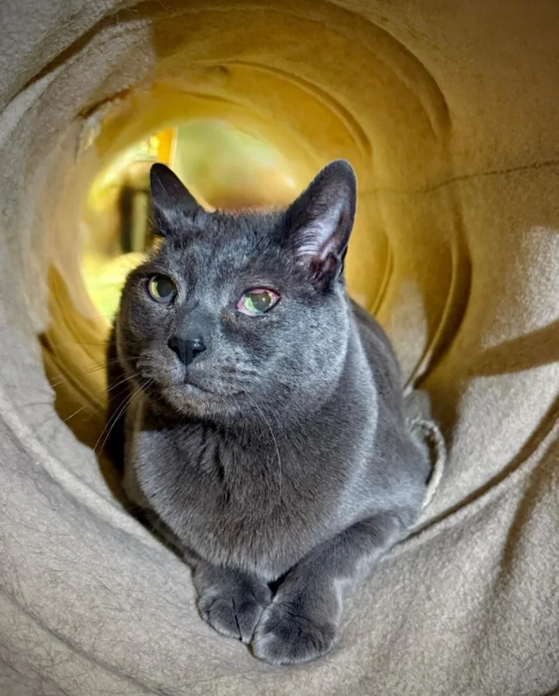 Samantha thumbnail 4