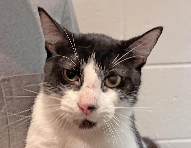 An adult medium-sized male Black & White / Tuxedo Domestic Short Hair cat named Dax for adoption in Columbus, IN