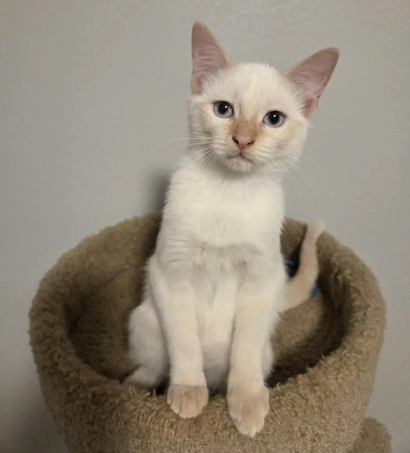 A baby medium-sized male Siamese cat named Hizzpop for adoption in Sedalia, CO