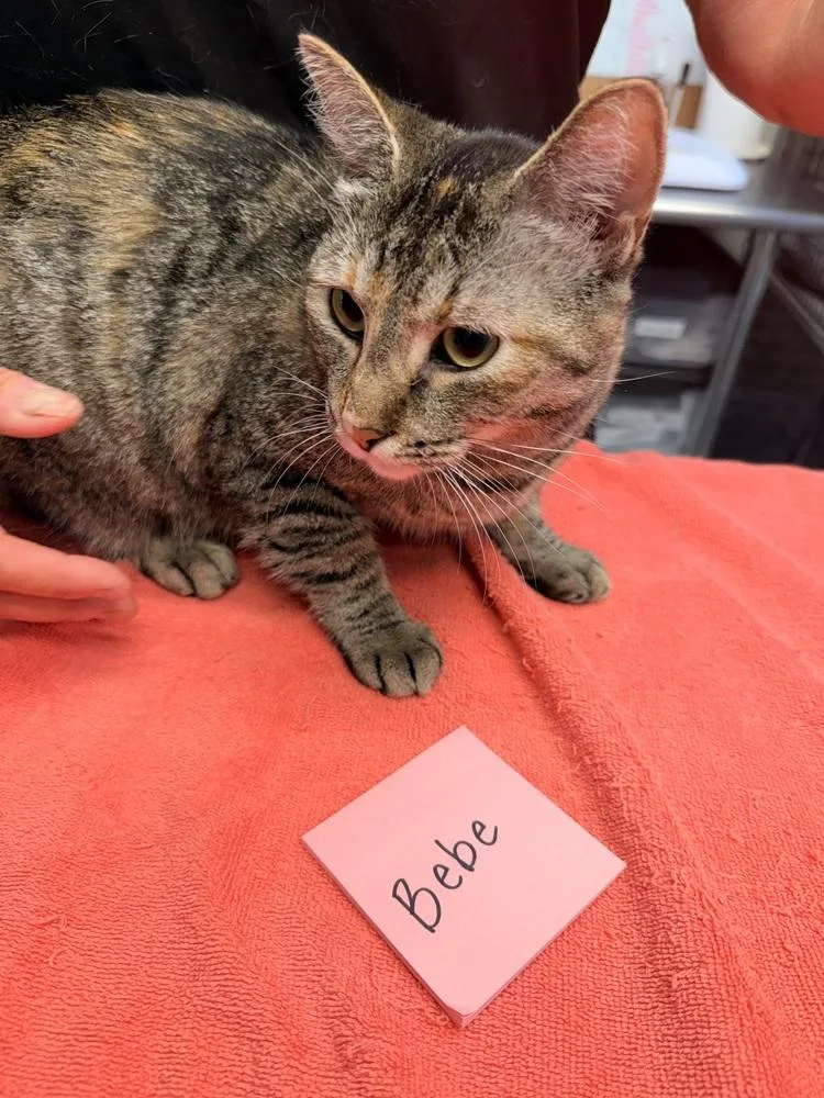A young medium-sized female Brown / Chocolate Domestic Short Hair cat named Bebe for adoption in Vancouver, WA