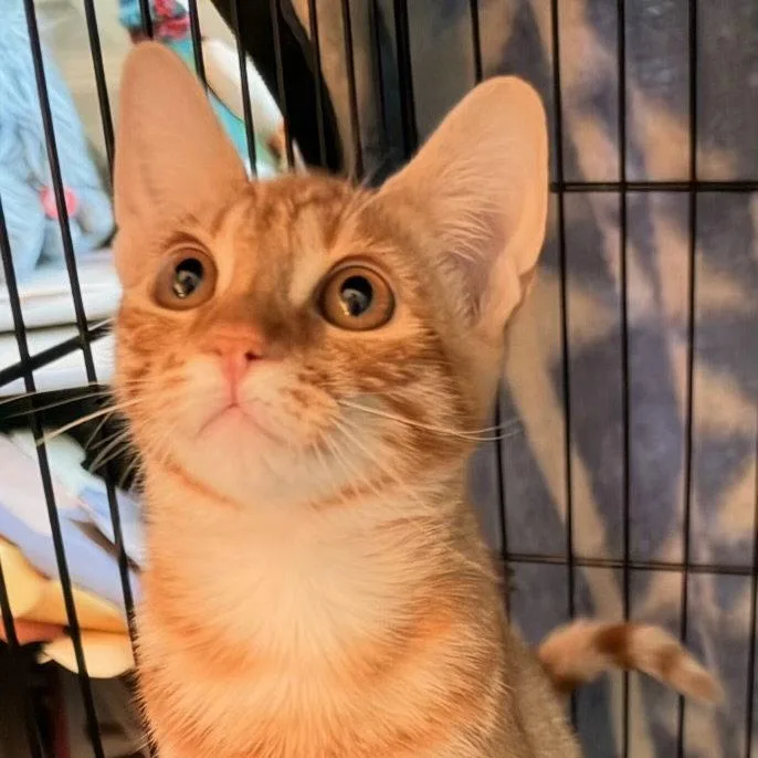 A baby medium-sized female Orange / Red Tabby cat named Goldie for adoption in Napa, CA