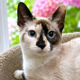Magnificent Midori  Snowshoe thumbnail 2