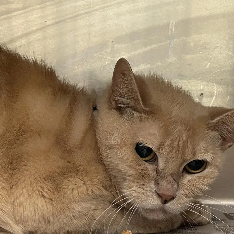 An adult medium-sized female Buff / Tan / Fawn Domestic Short Hair cat named Purple Collar for adoption in Galveston, TX