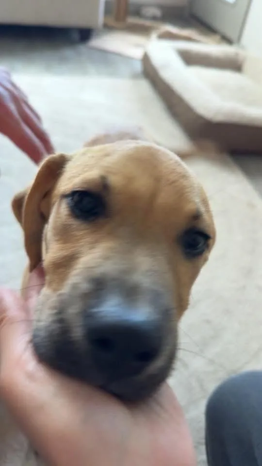 Felix