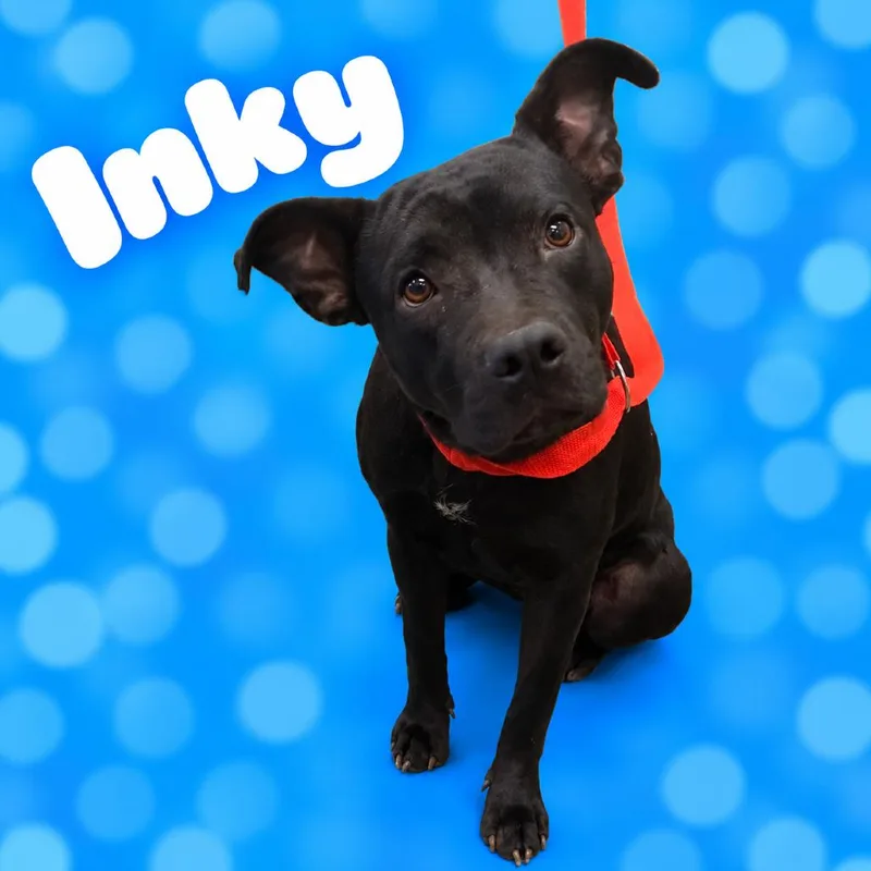 An adult medium-sized female Black Mixed Breed dog named Inky for adoption in Memphis, TN